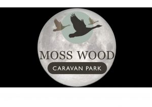 Moss Wood at Night